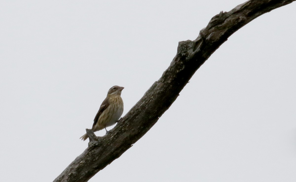 Rose-breasted Grosbeak - ML120841521