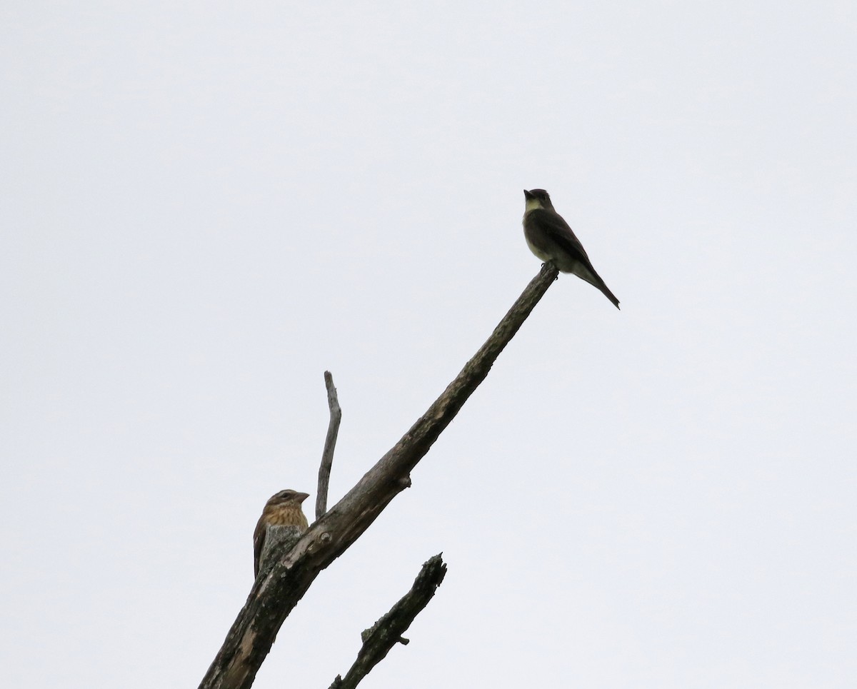 Rose-breasted Grosbeak - ML120841551