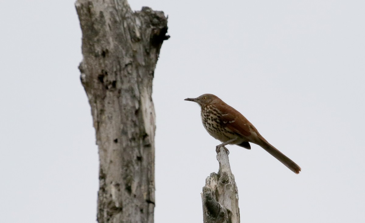 Brown Thrasher - Jay McGowan