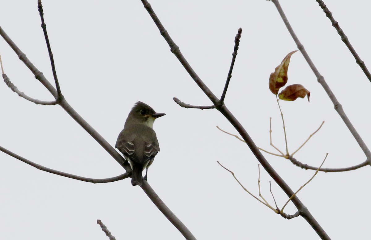 Olive-sided Flycatcher - ML120842161