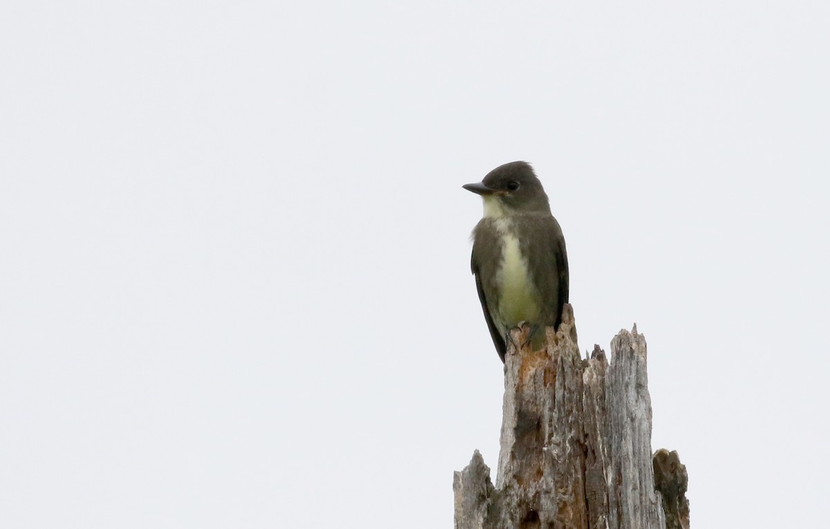 Olive-sided Flycatcher - ML120842221