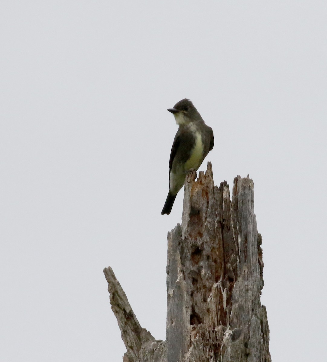 Olive-sided Flycatcher - ML120842251