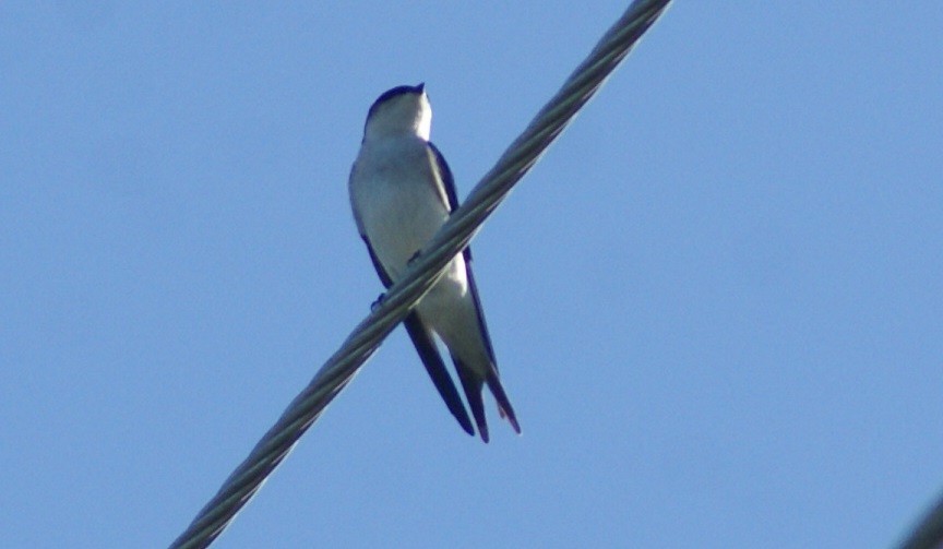 Bahama Swallow - ML120842311