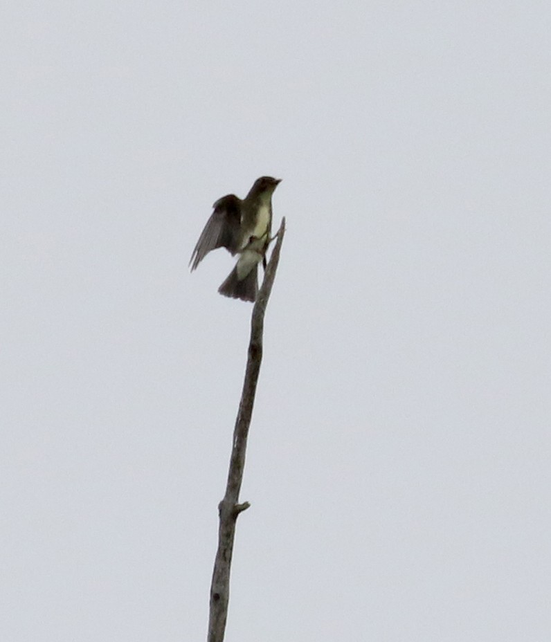 Olive-sided Flycatcher - ML120842321