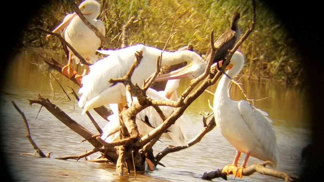 American White Pelican - Bill Eisele