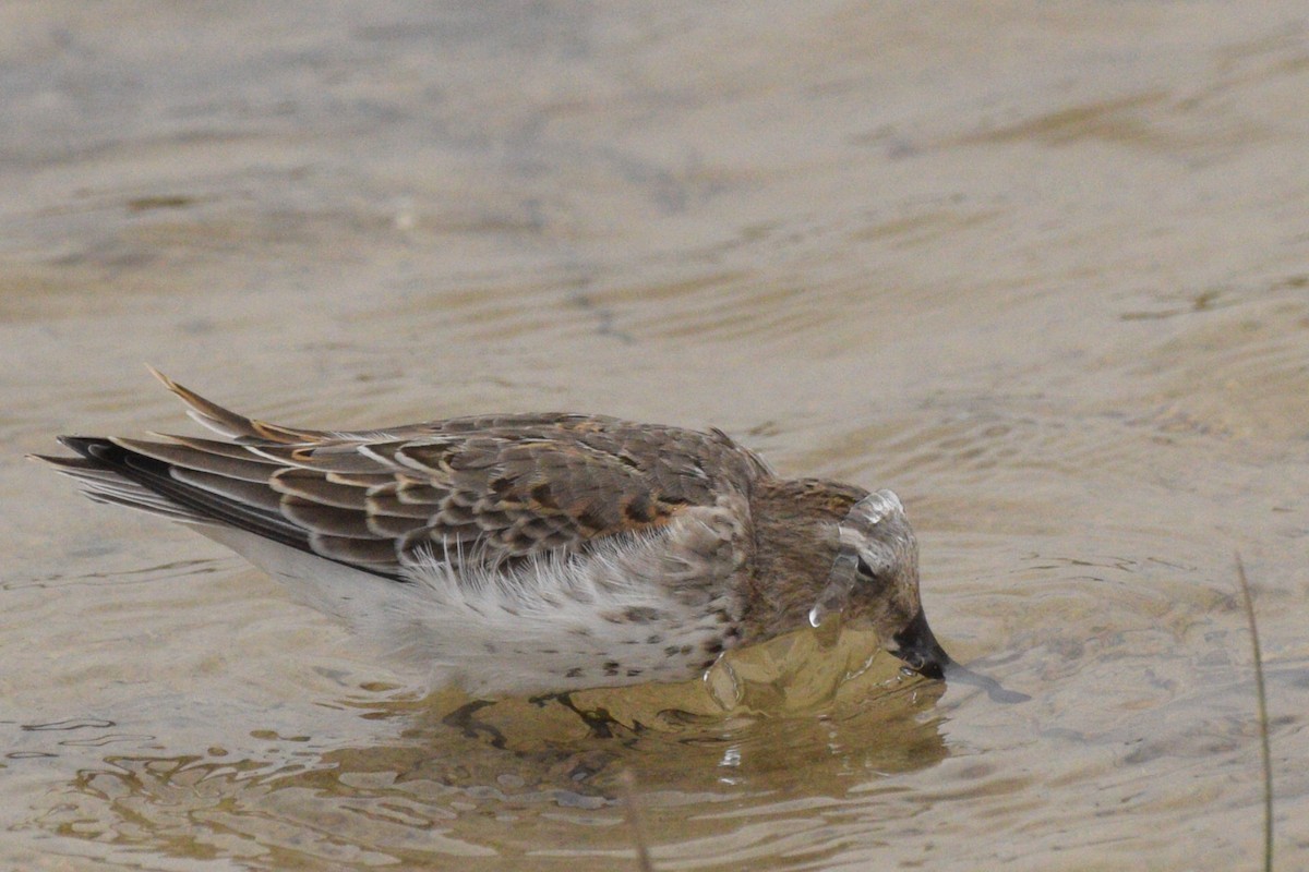 Dunlin - Kiah R. Jasper