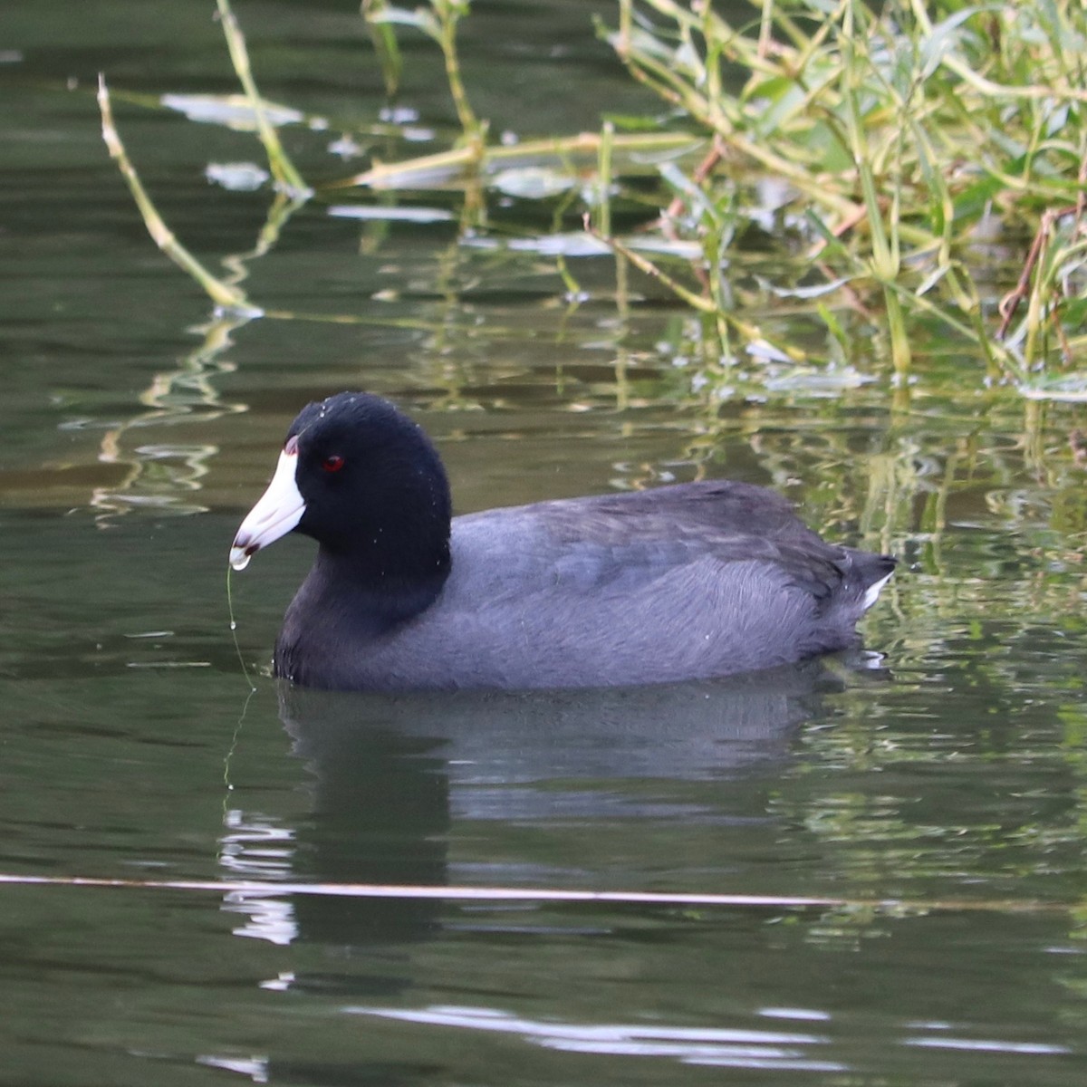 American Coot - Frank Klotz