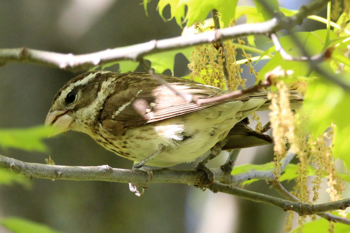 dlaskovec růžovoprsý - ML120844921