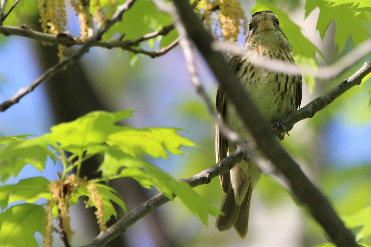 dlaskovec růžovoprsý - ML120844931