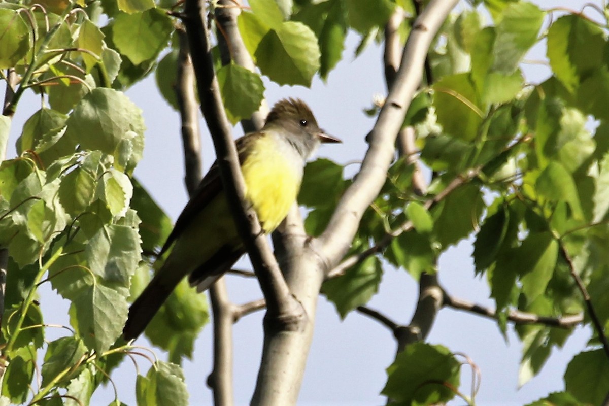 Great Crested Flycatcher - ML120844951