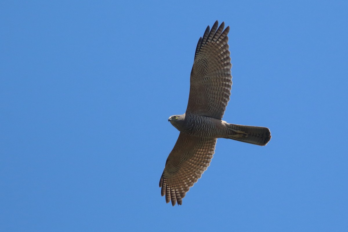 Brown Goshawk - ML120845351