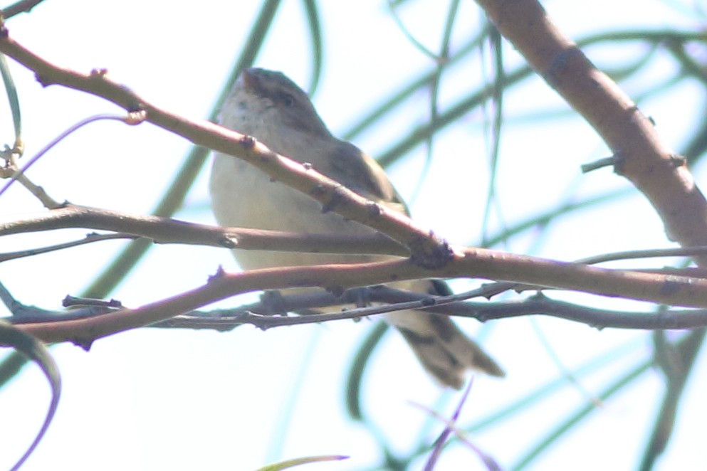 Weebill - Prue Reid