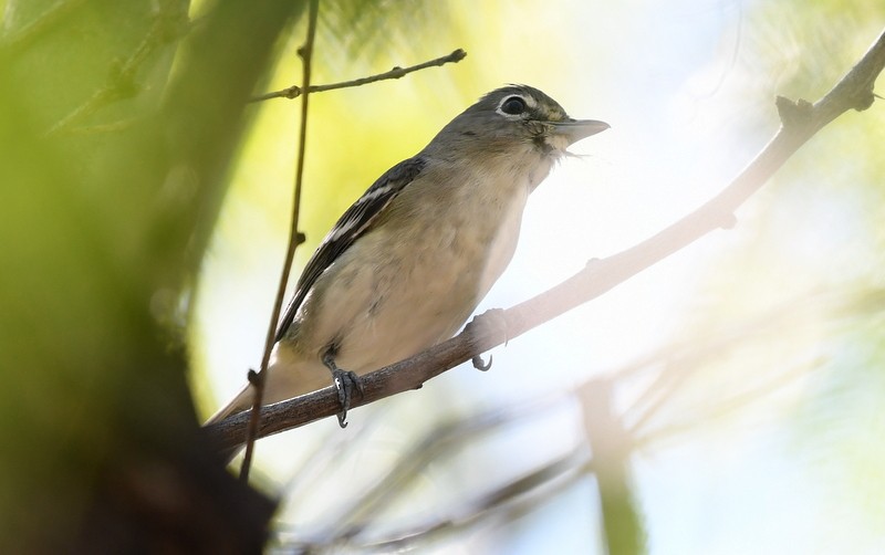 Plumbeous Vireo - ML120846501