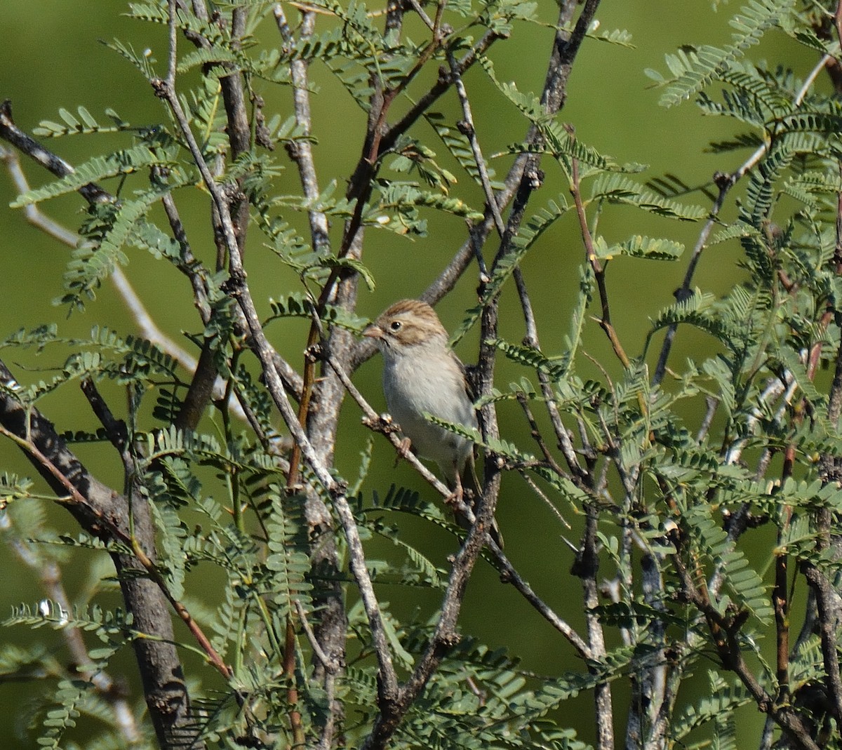 Brewer's Sparrow - ML120846701