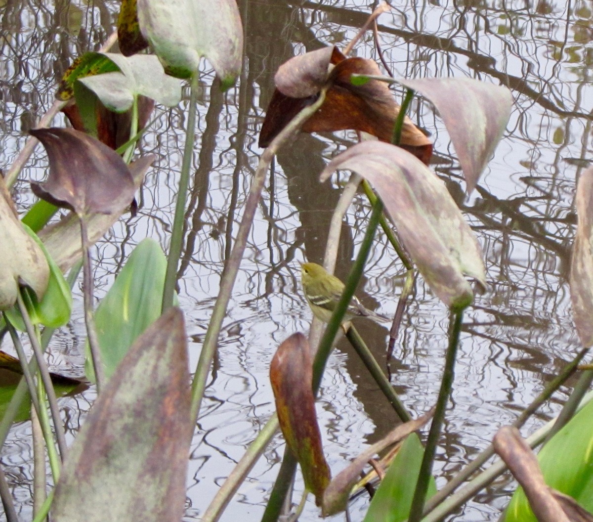 Paruline rayée - ML120846741