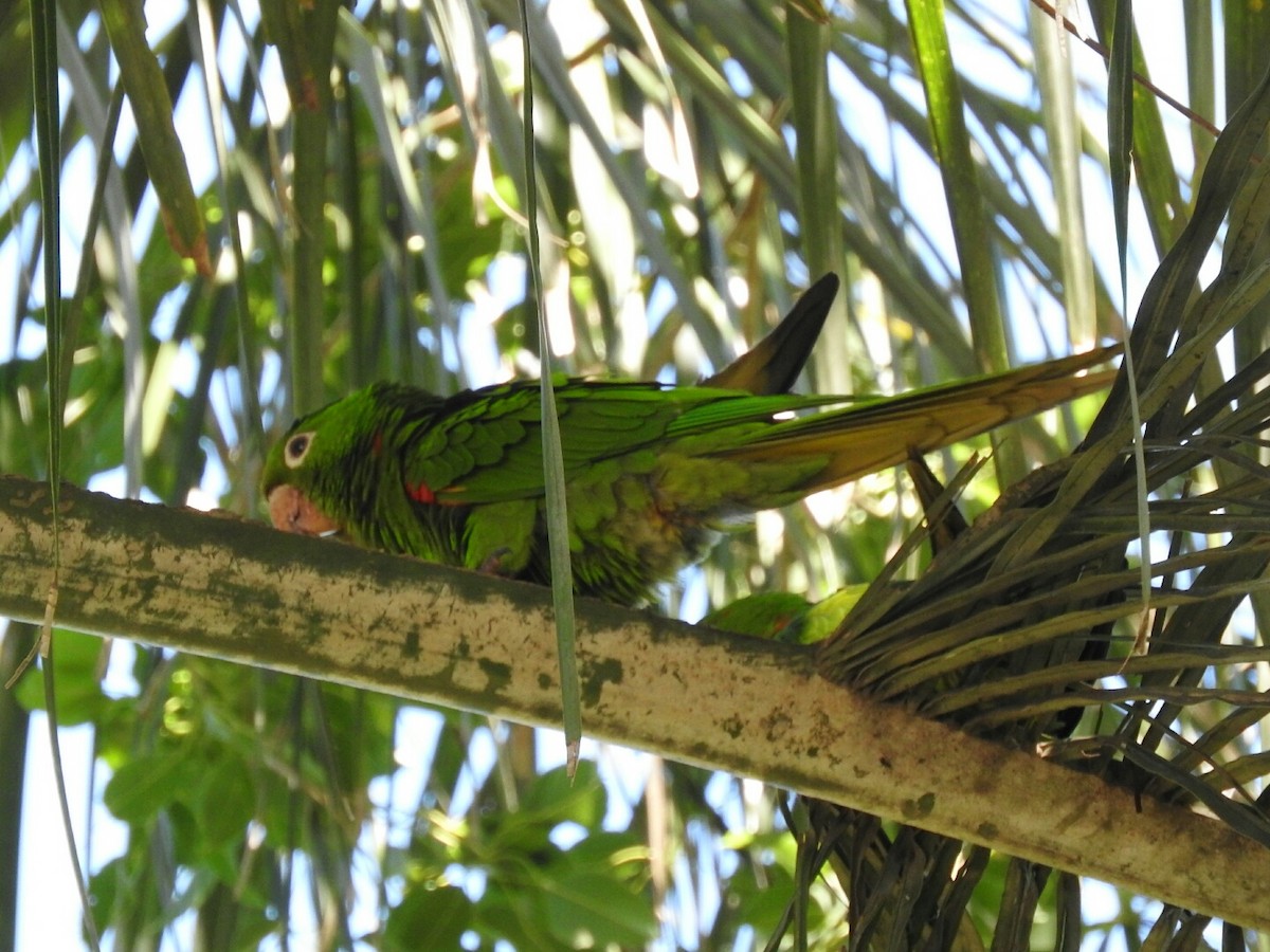 White-eyed Parakeet - ML120846801