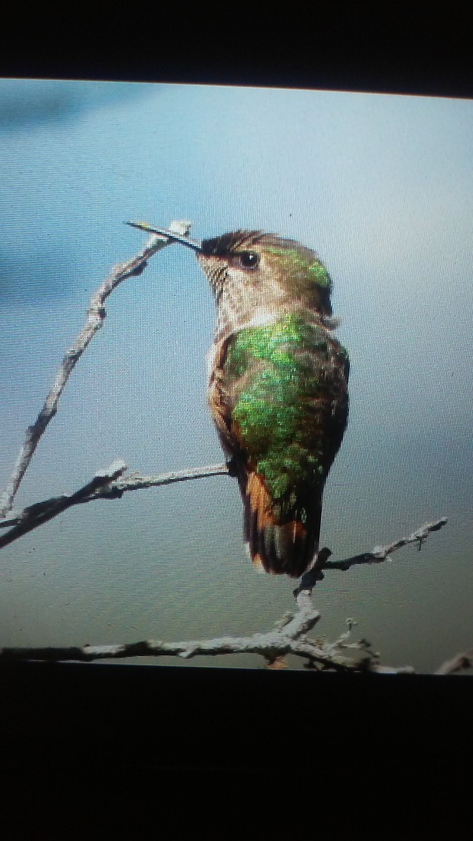 Wine-throated Hummingbird - Edwin Miranda