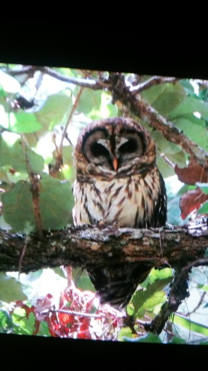 Fulvous Owl - ML120848591