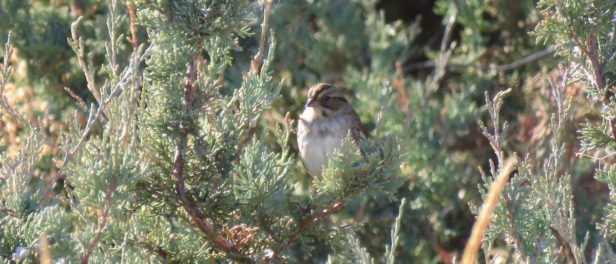 Swamp Sparrow - ML120848811