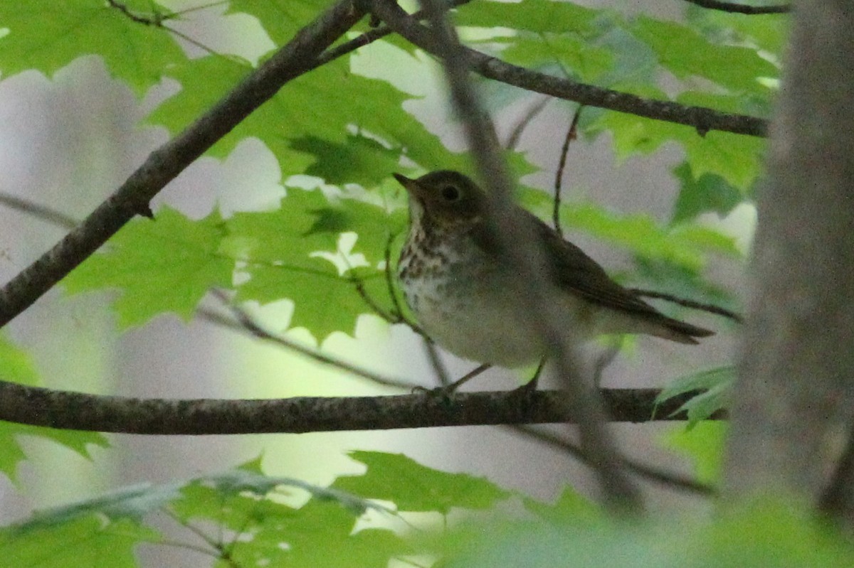 Swainson's Thrush - ML120849051