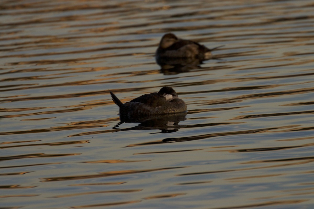 Ruddy Duck - Dan Roth