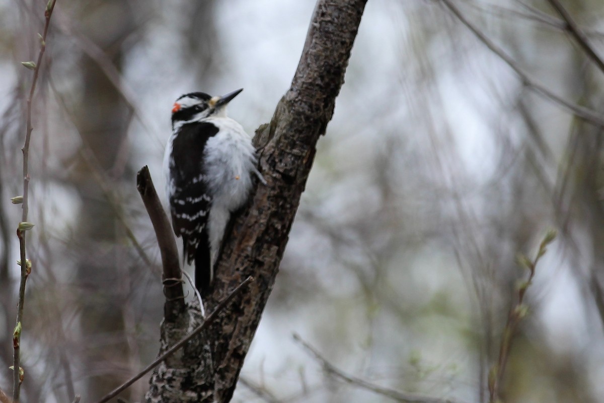 Hairy Woodpecker - ML120851701