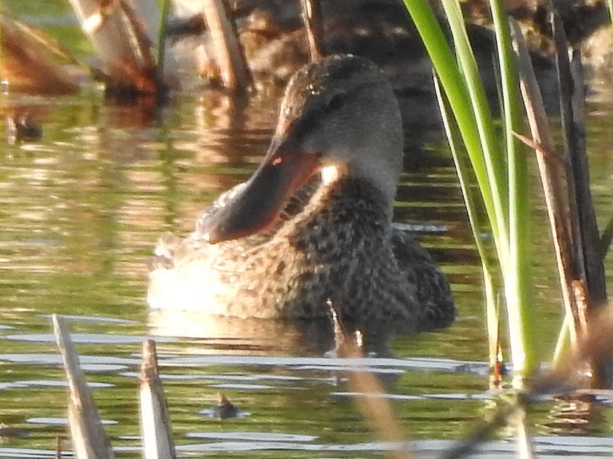 Northern Shoveler - ML120852191