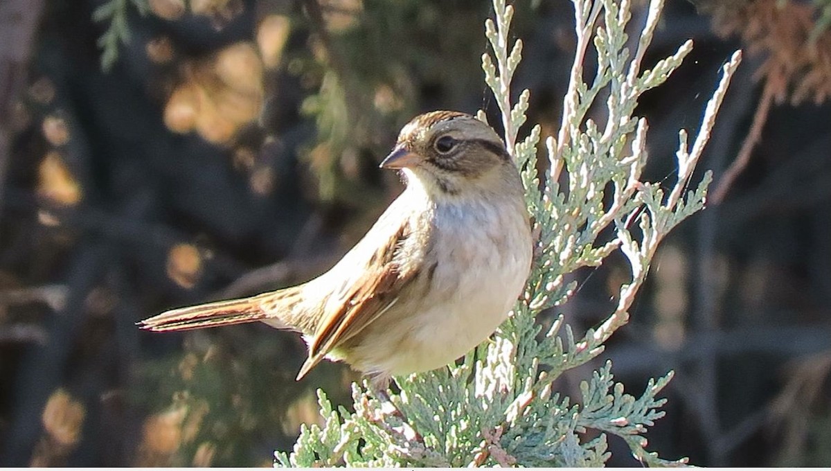 Swamp Sparrow - ML120853541