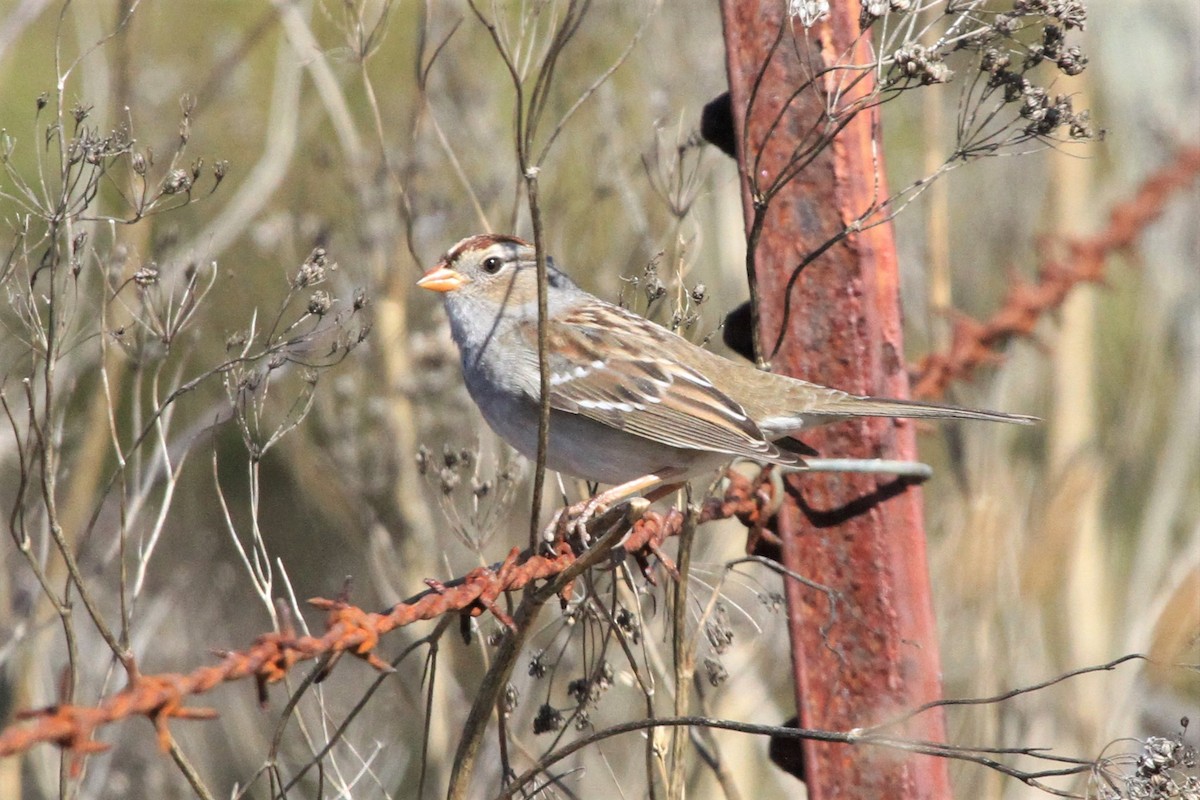 White-crowned Sparrow - ML120855441