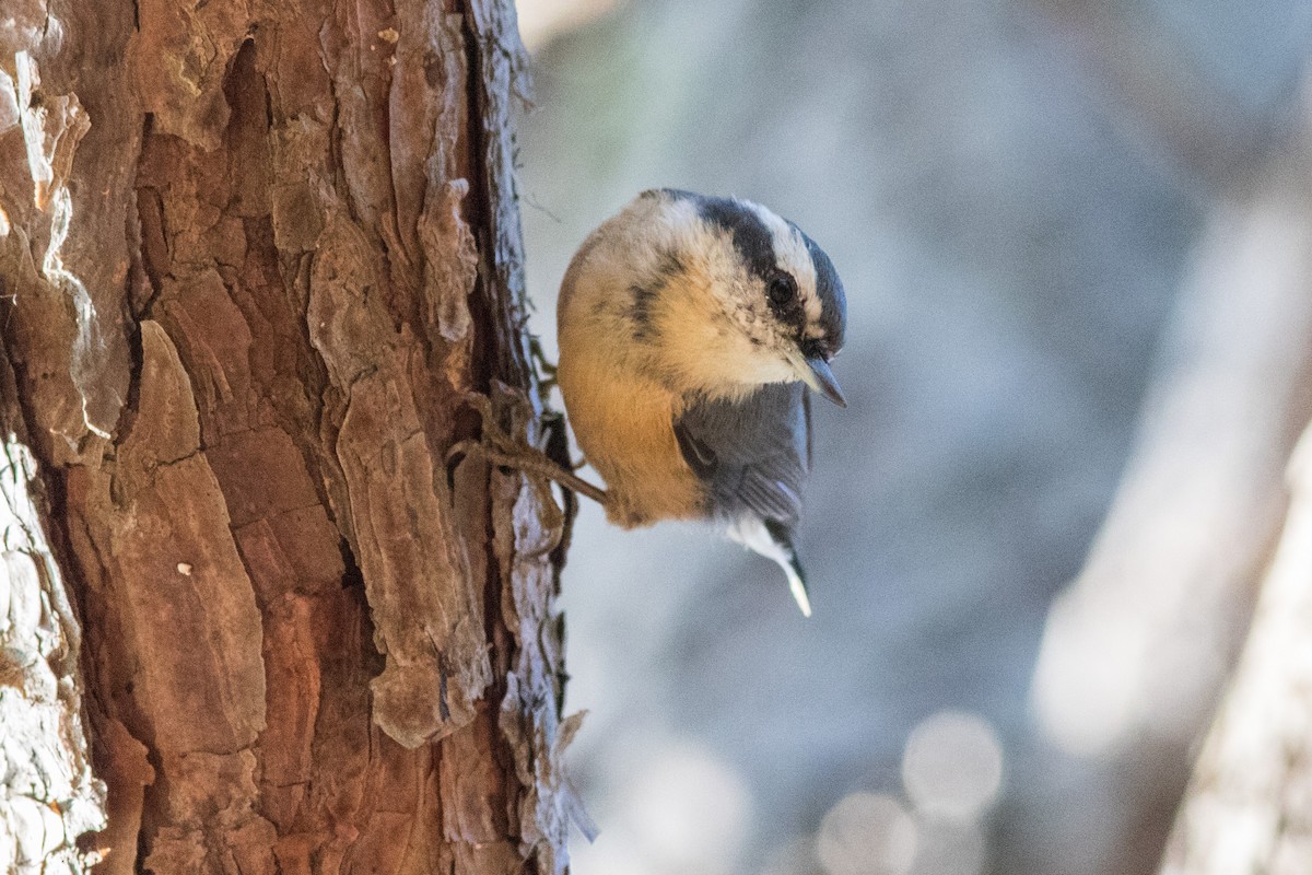 Red-breasted Nuthatch - ML120855811