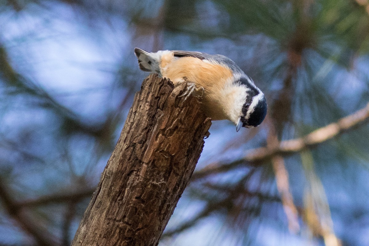 Red-breasted Nuthatch - ML120855871