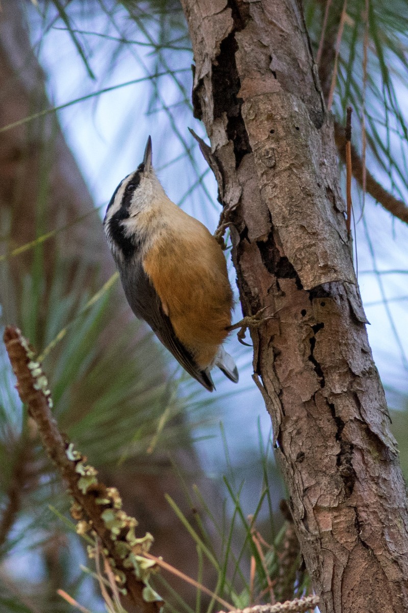 Red-breasted Nuthatch - ML120855931