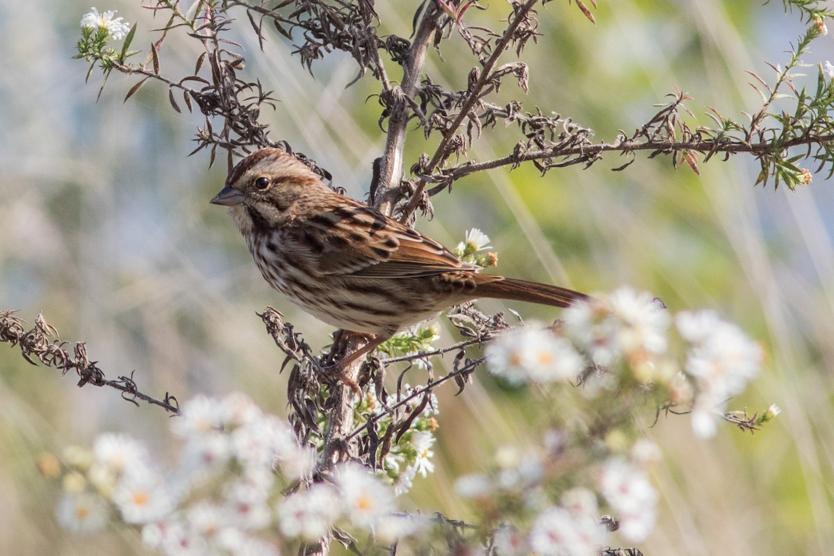 Song Sparrow - ML120856381