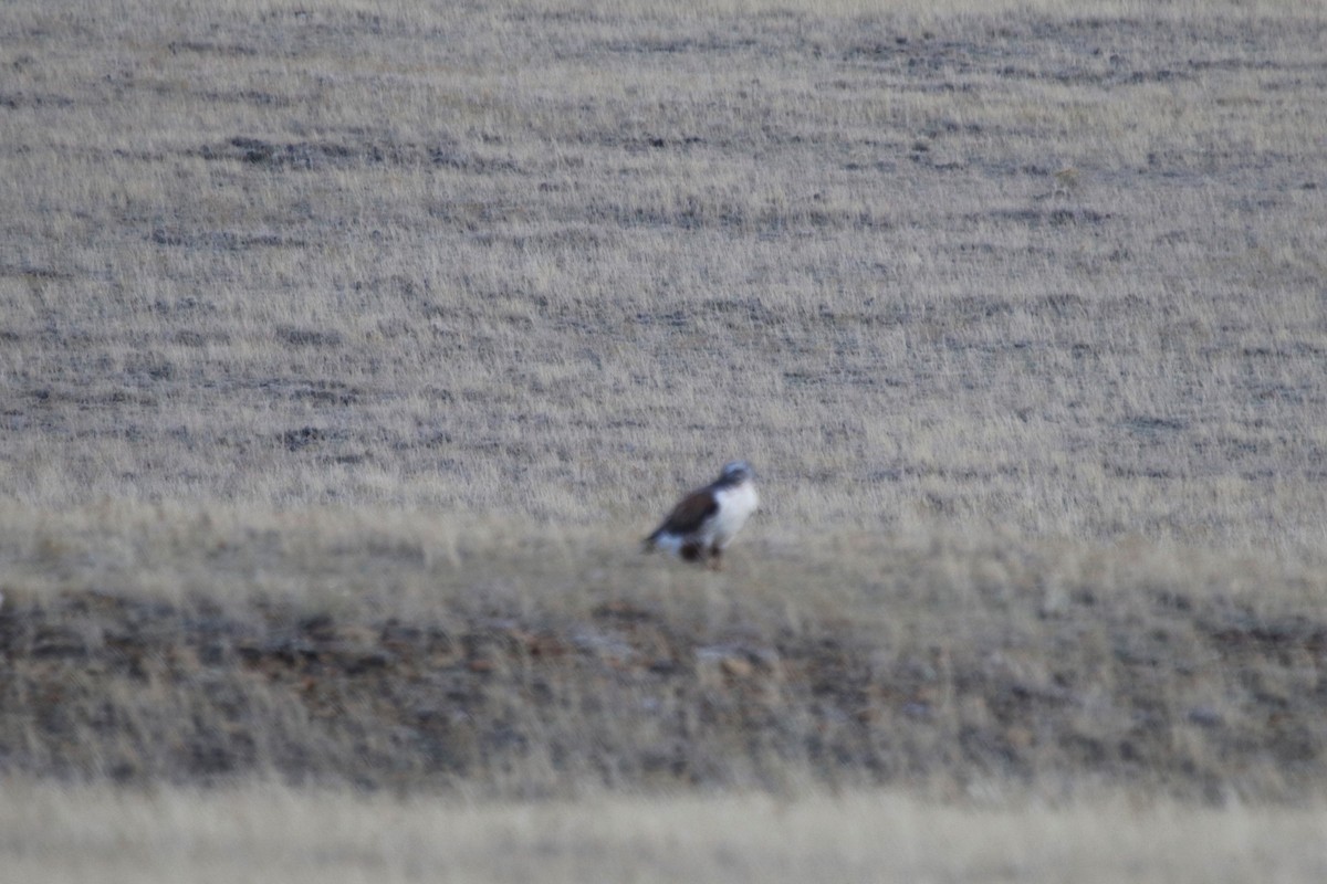 Ferruginous Hawk - ML120856811