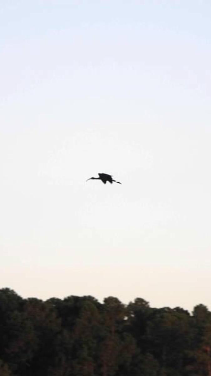 Glossy Ibis - ML120859061