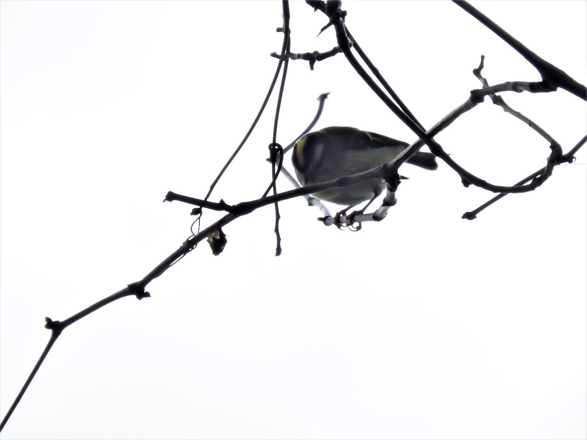Golden-crowned Kinglet - ML120859411