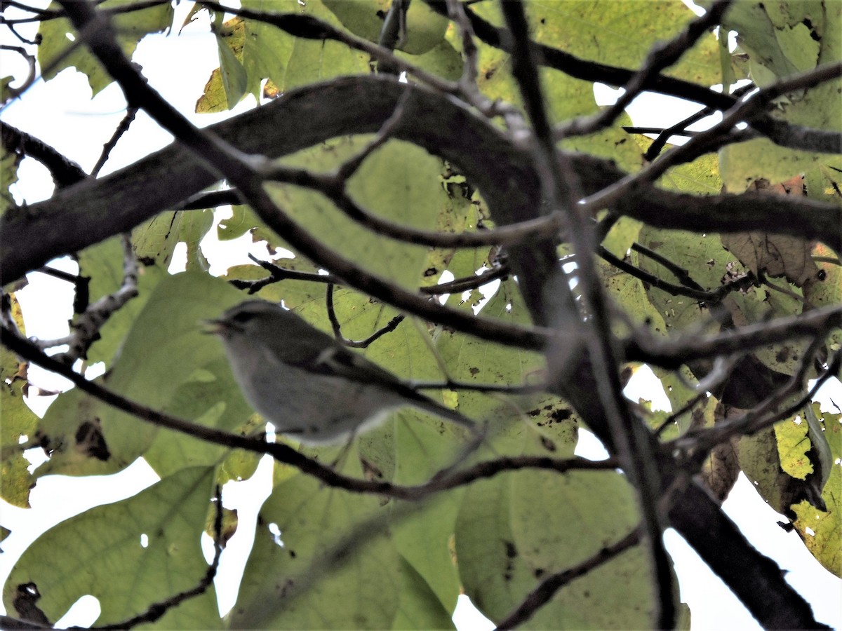 Golden-crowned Kinglet - ML120859591