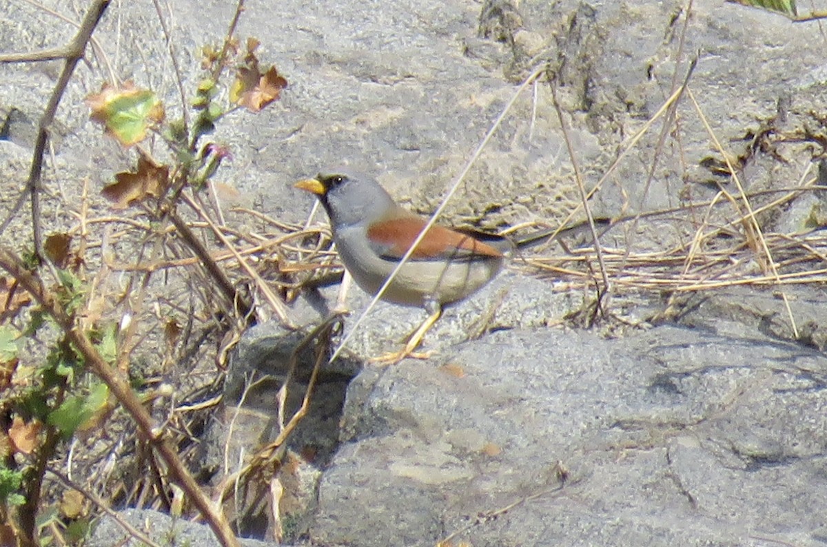 Great Inca-Finch - Michael Willison