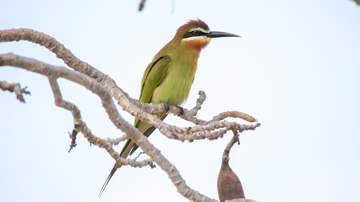 Madagascar Bee-eater - Jean-Sébastien Guénette