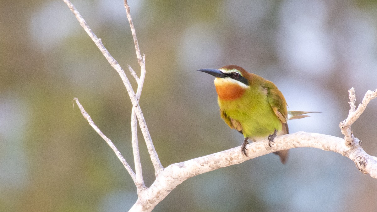 Madagascar Bee-eater - Jean-Sébastien Guénette