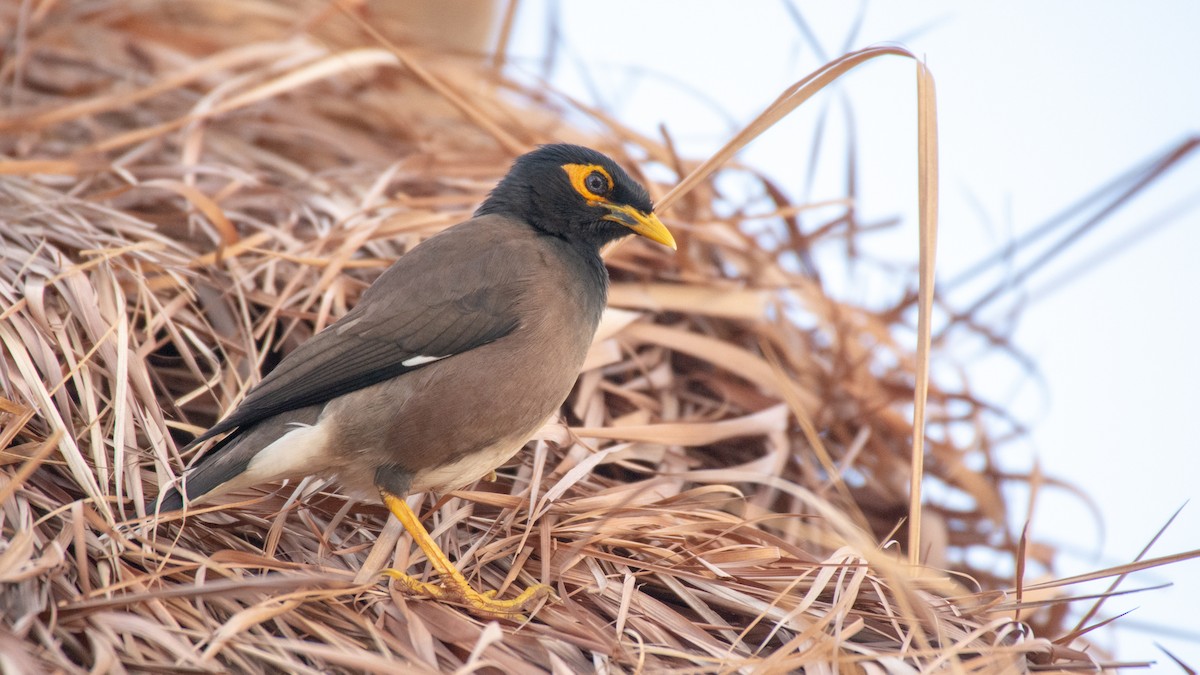 Common Myna - ML120862281