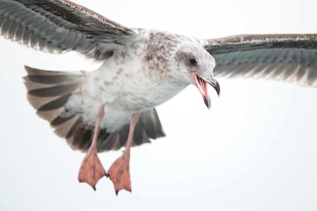 Western Gull - ML120862631