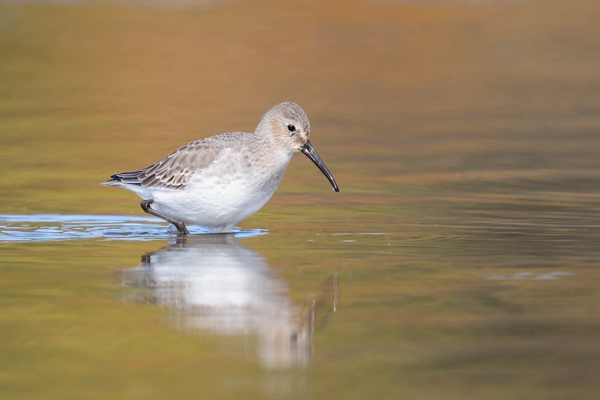 Dunlin - Ryan Sanderson