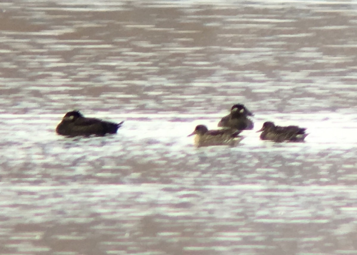 Surf Scoter - ML120863611