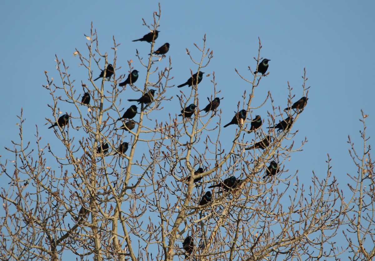 Common Grackle - ML120864721