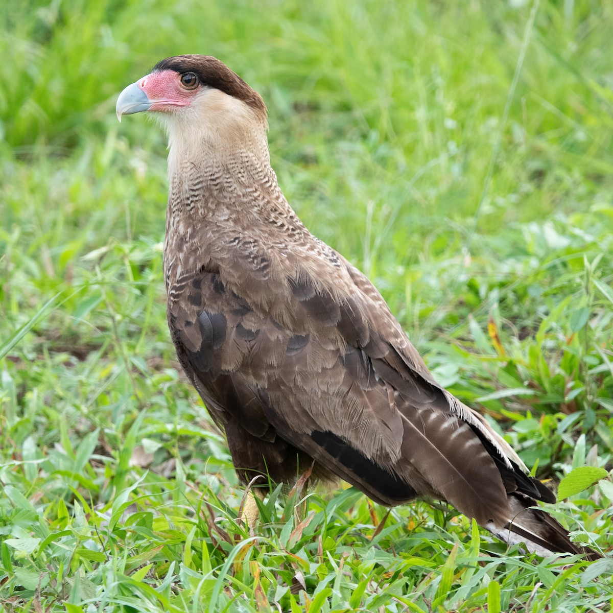 Crested Caracara (Southern) - ML120864761