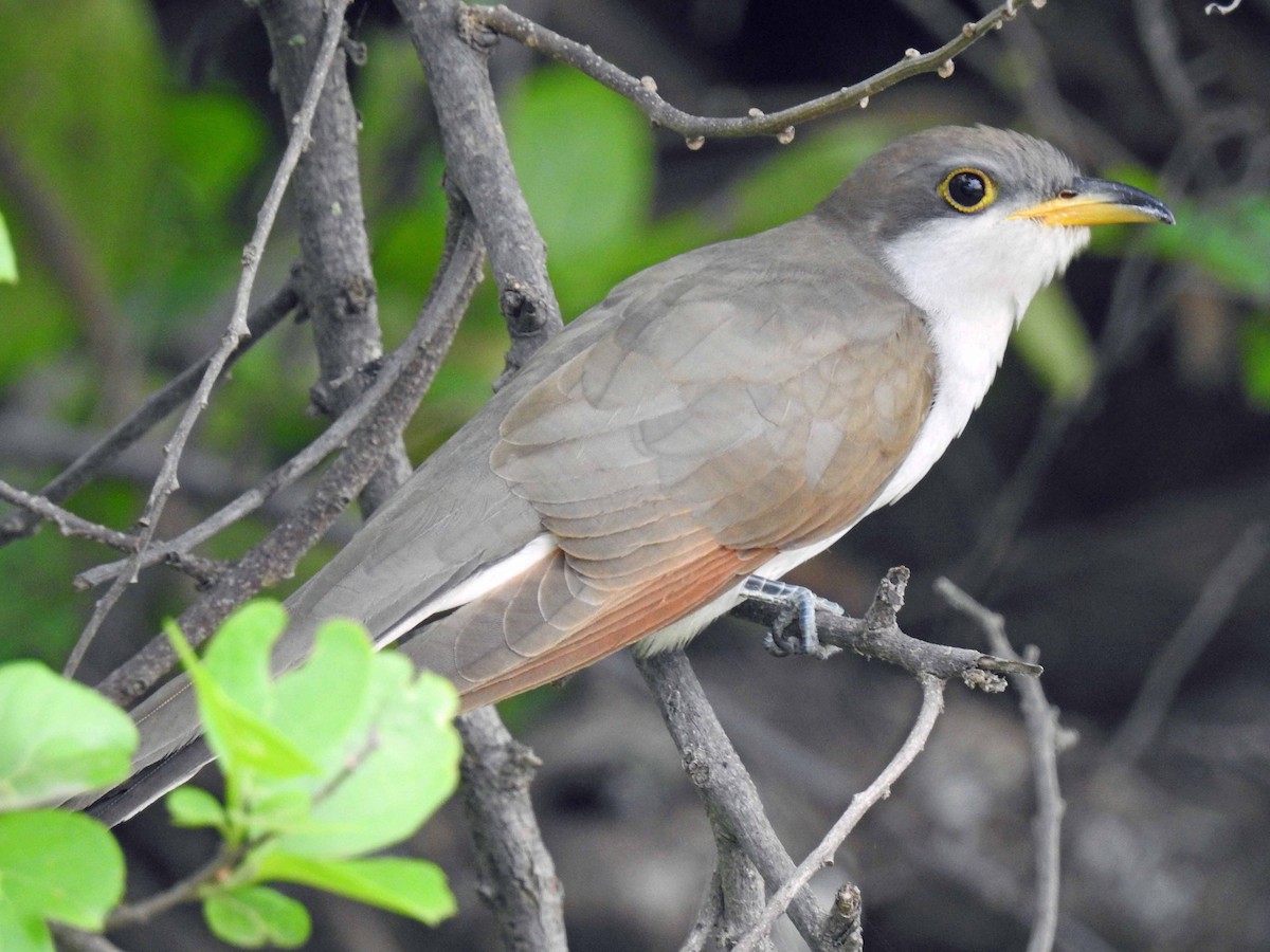 Yellow-billed Cuckoo - ML120864771