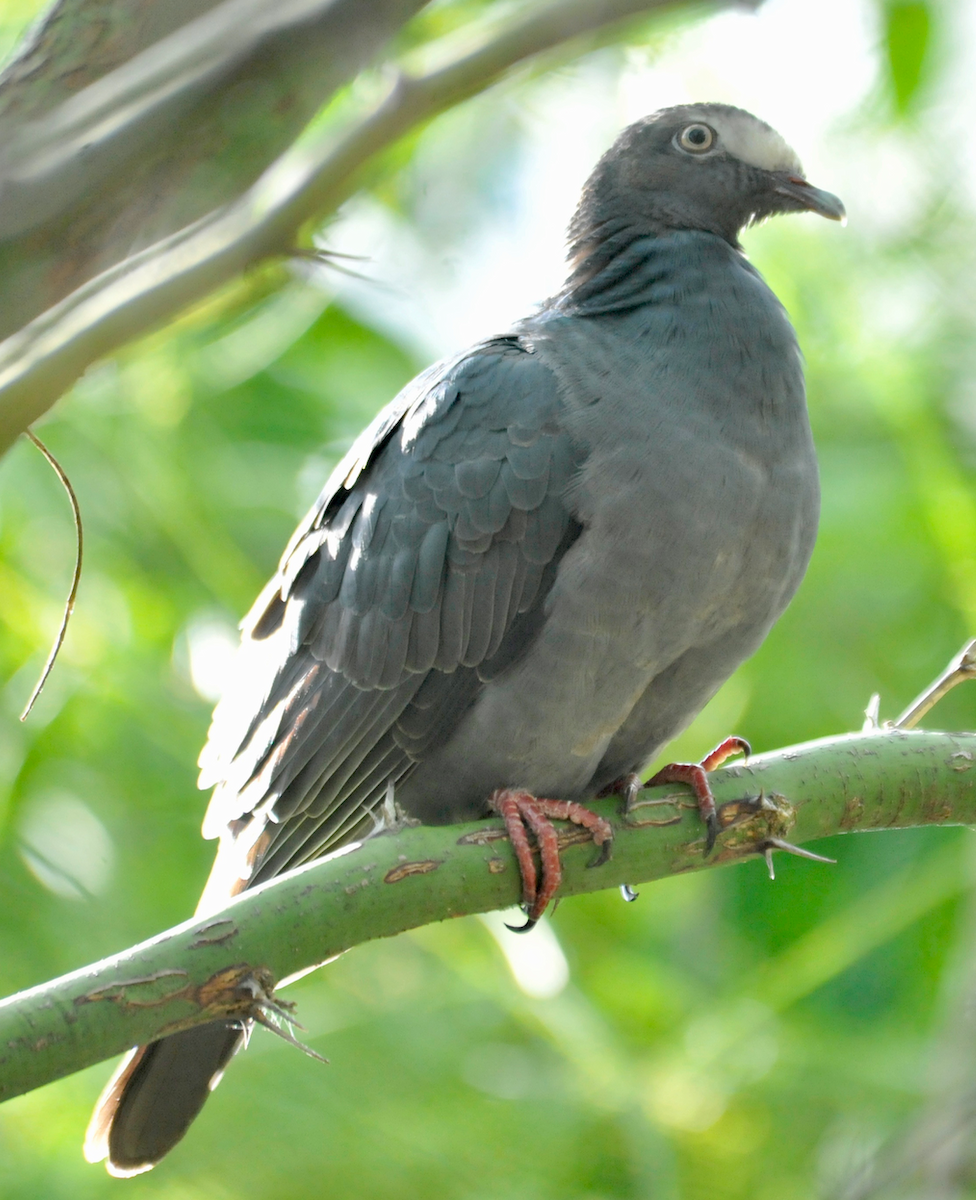 Pigeon à couronne blanche - ML120865831