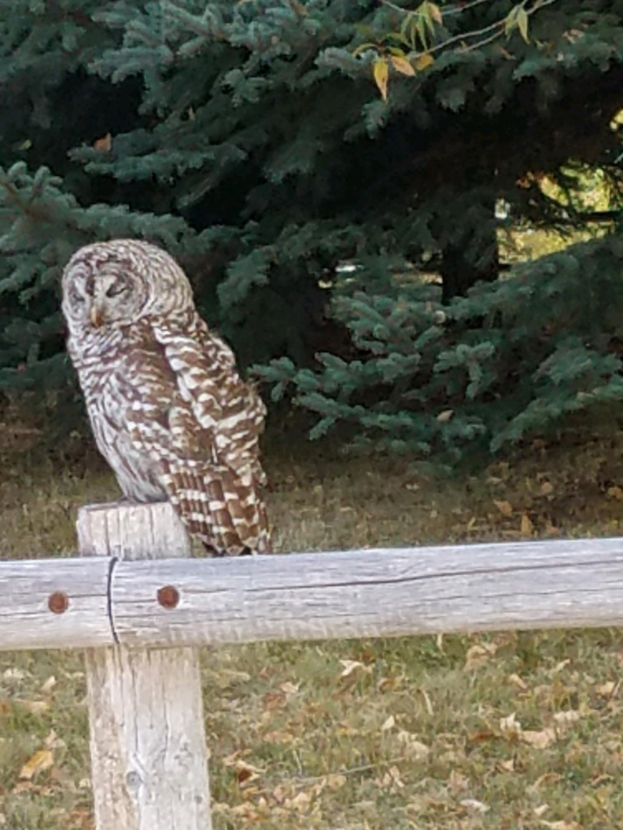 Barred Owl - ML120868391