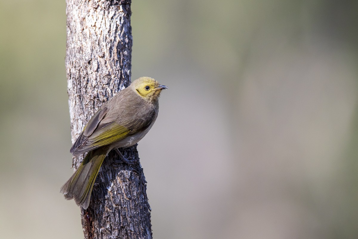 Fuscous Honeyeater - ML120870071